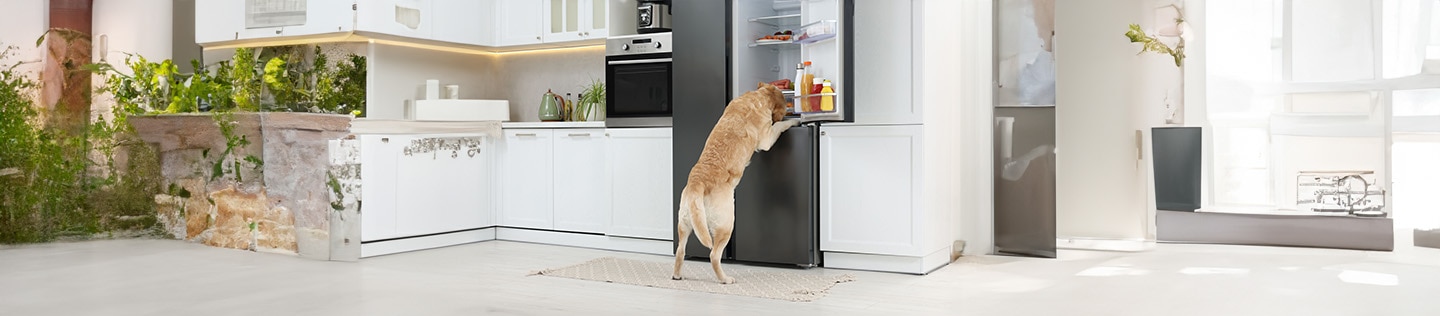 Golden retriever standing on its hind legs looking inside an open black fridge in a white kitchen.
