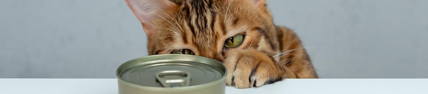 A cat looks at a can of wet food