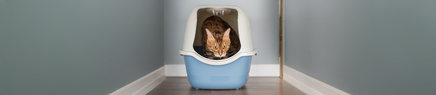 A Bengal cat looking forward while sitting inside a blue and white covered litter box
