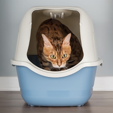 A Bengal cat looking forward while sitting inside a blue and white covered litter box