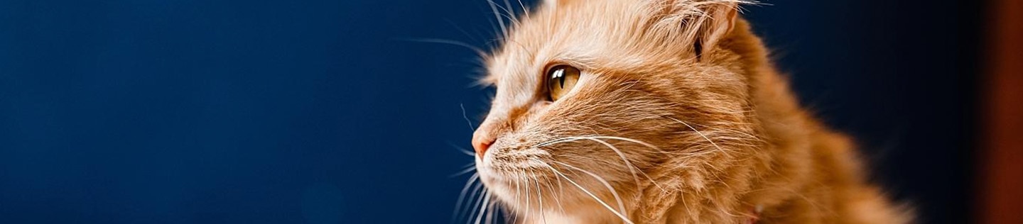 An orange cat wears a red collar.