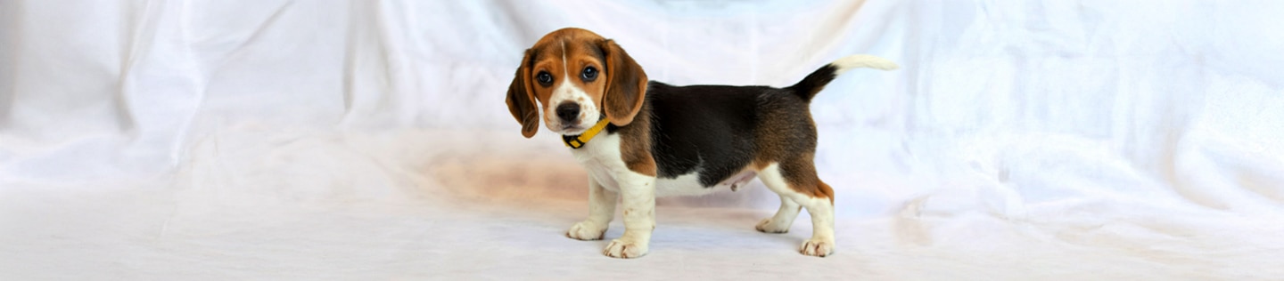 Brown beagle puppy with collar
