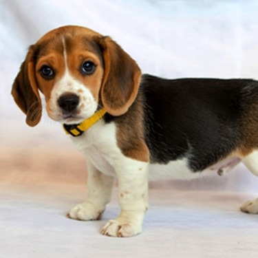 Brown beagle puppy with collar