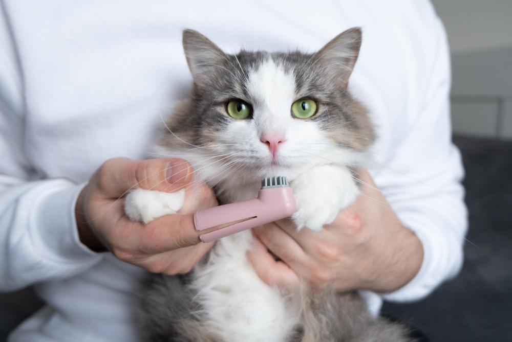 cat-at-the-vet-with-a-toothbrush