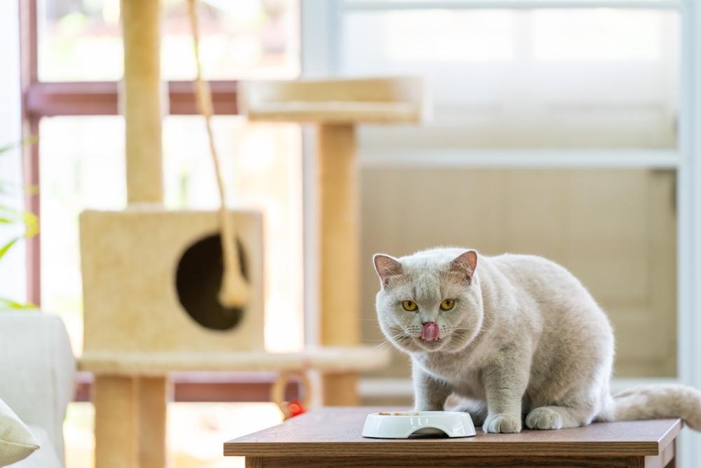 cat-in-a-playroom