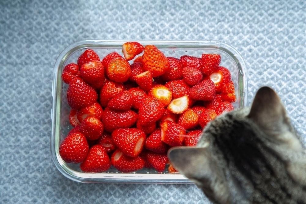 Cat looking at a bowl of strawberries
