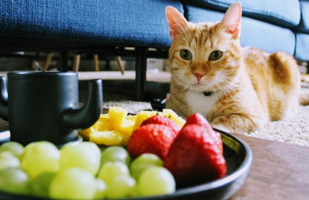 Cat looking at a bowl fruit bowl