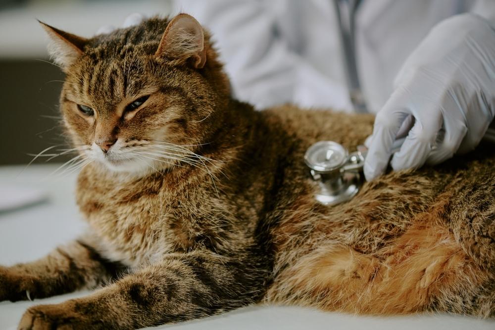 Wcat lying down in a veterinarians office for checkup.
