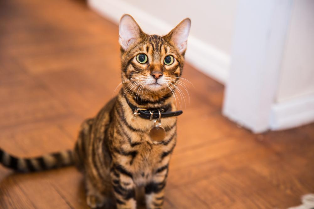 a brown and balc striped cat with a black collar