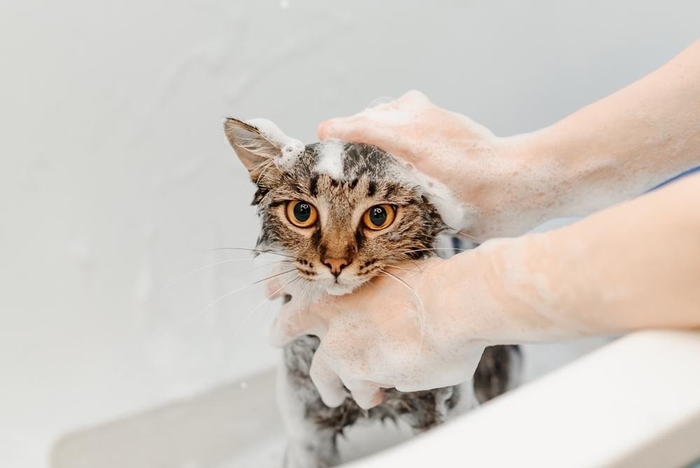 Cat taking a bath