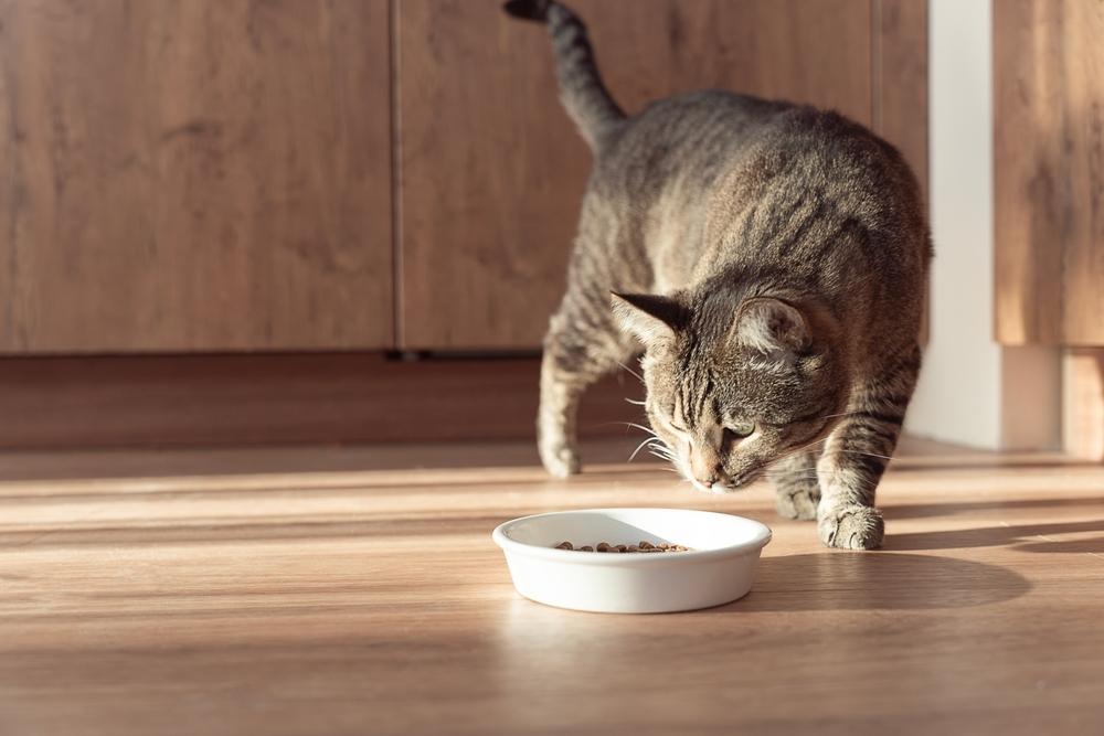 Cat with a bowl of food at home