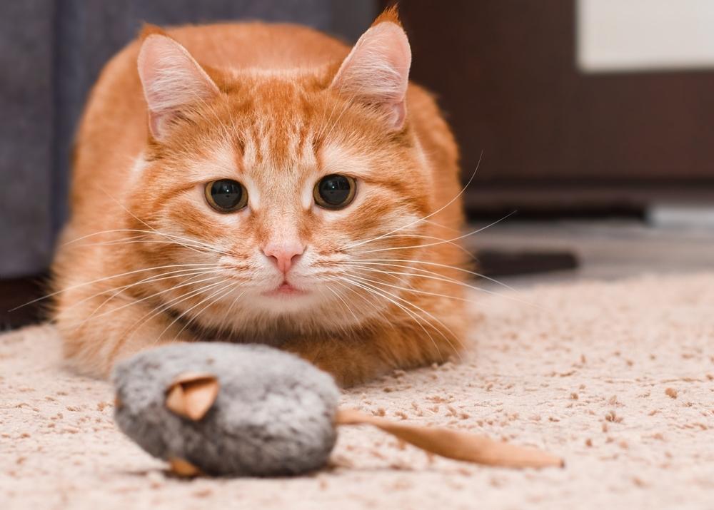 Cat with a toy mouse
