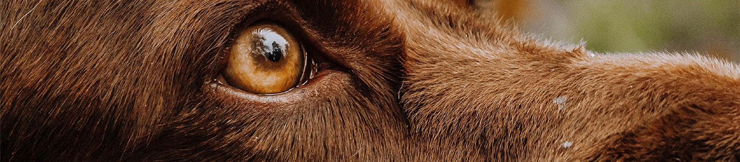 A chocolate lab with brown eyes