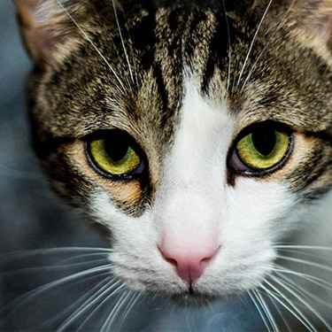 Cat with green eyes