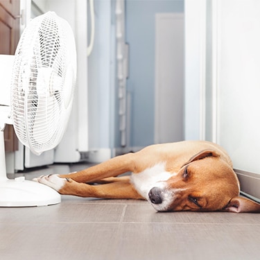 A dog lies next to a fan.