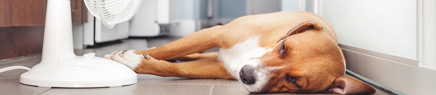 A dog lies next to a fan.