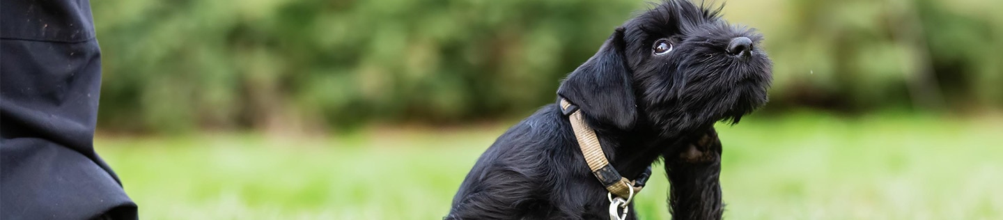 A small black terrier scratches their face.