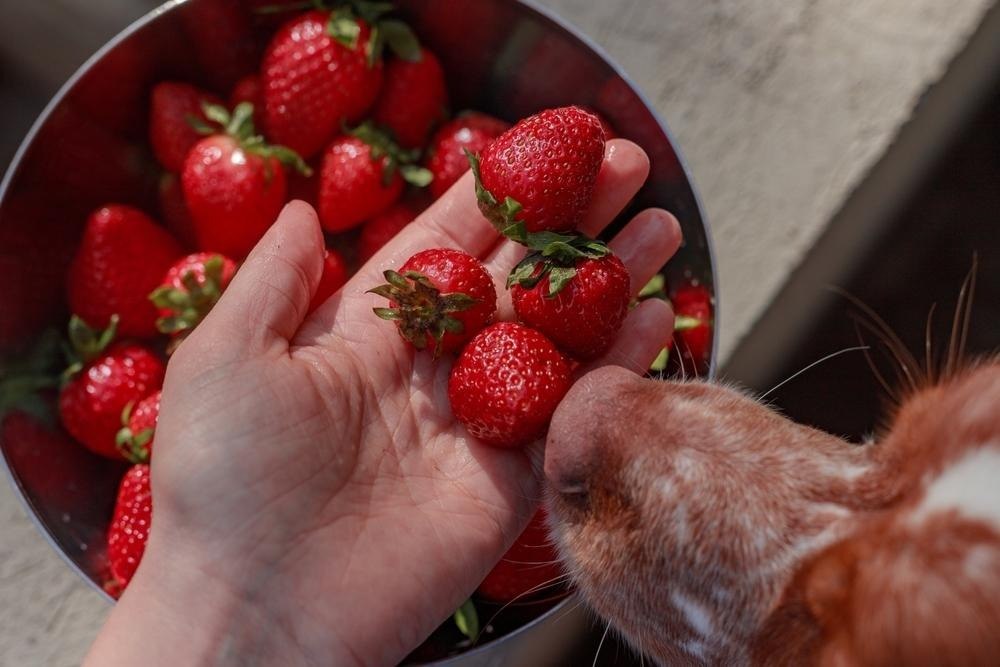 A dog eating strawberries