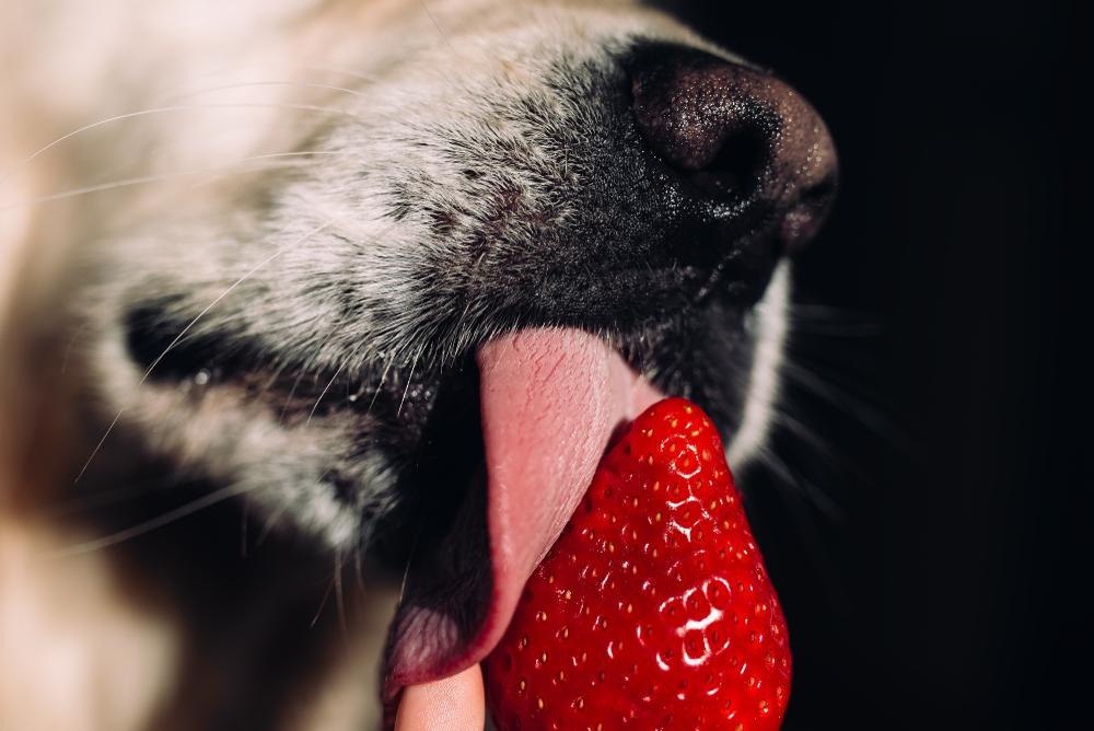 A dog licking a strawberry
