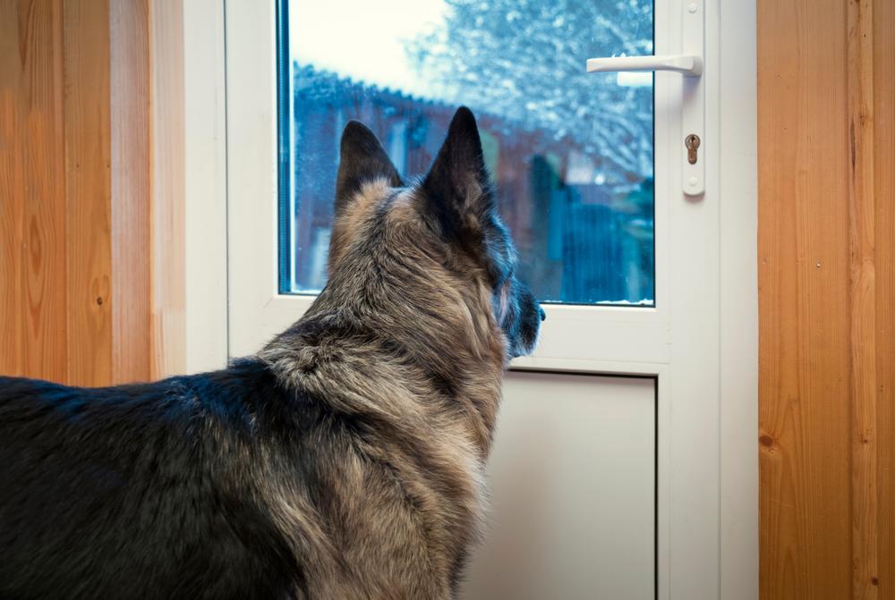 Dog looking through the glass of the door