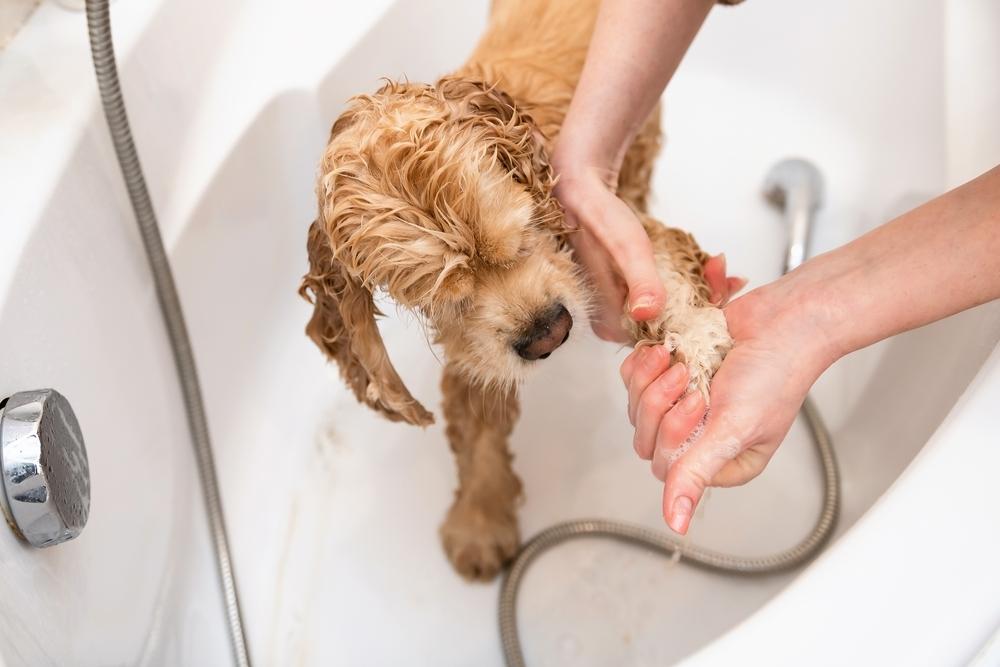 dog-owner-bathing-the-dog