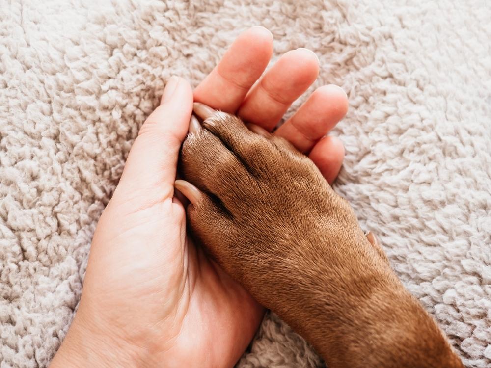 dog-owner-with-paw-in-hand