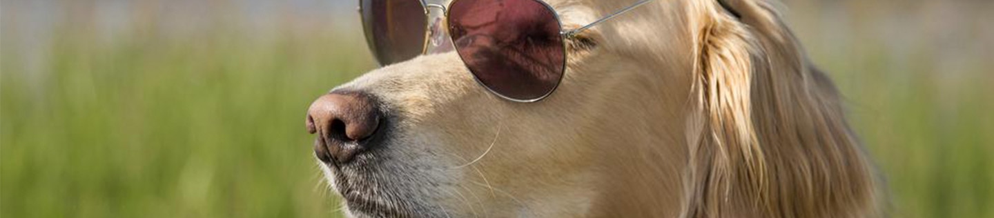Young male golden retriever with sunglasses.