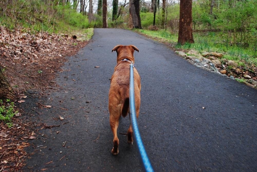 Dog walking in the woods