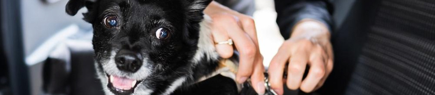 Woman fastening dog in car.