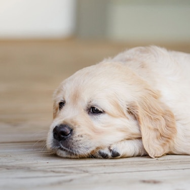 Golden Retriever puppy resting on a wooden floor