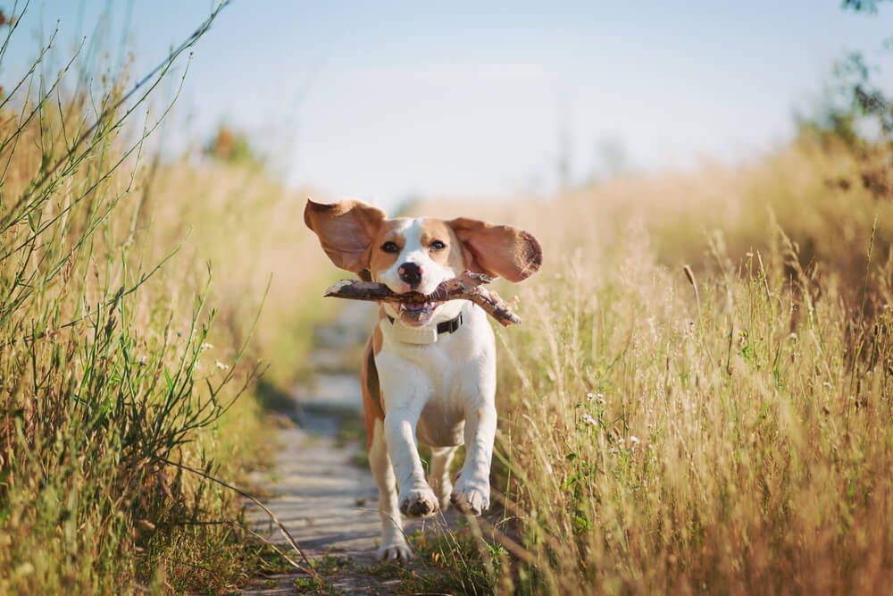 Happy beagle dog with stick in mouth