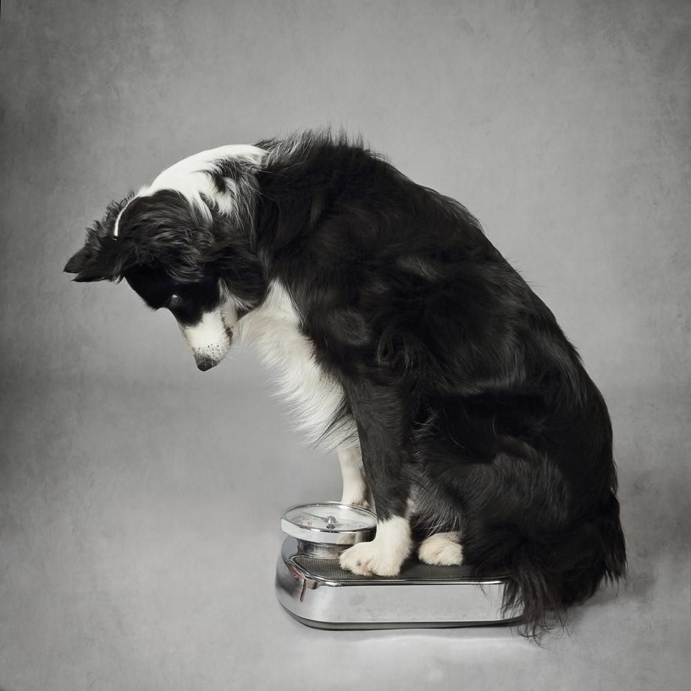 curious border collie sitting on a scale