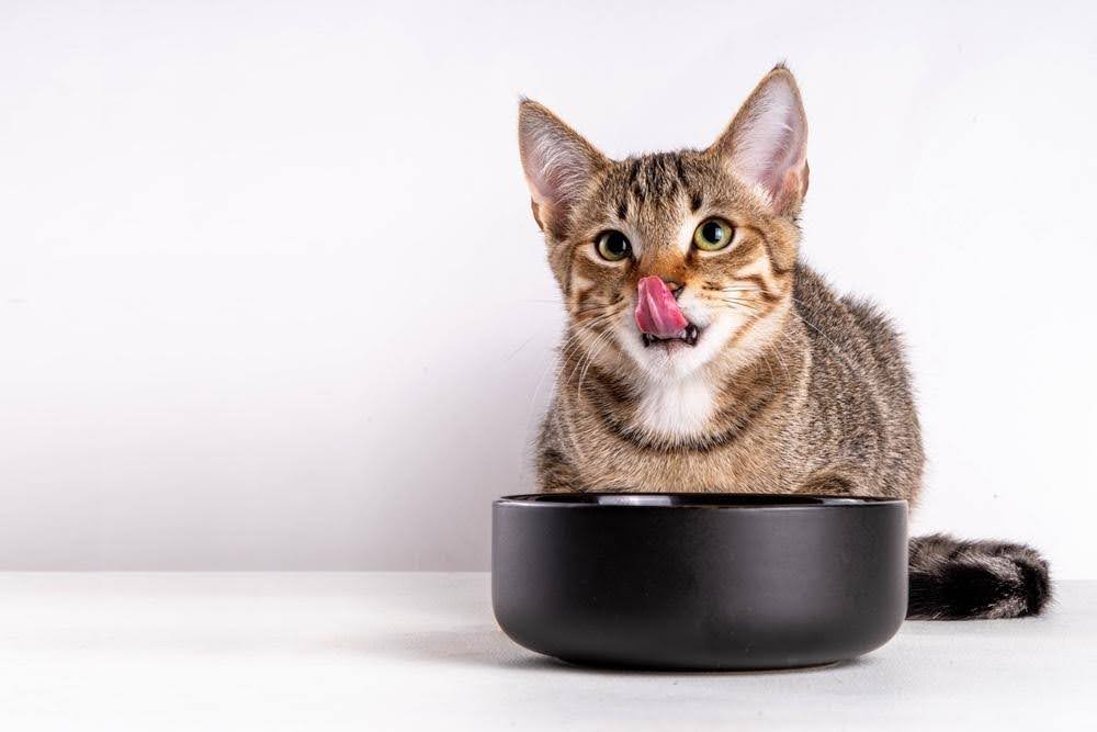 Cat drinking water on a bowl