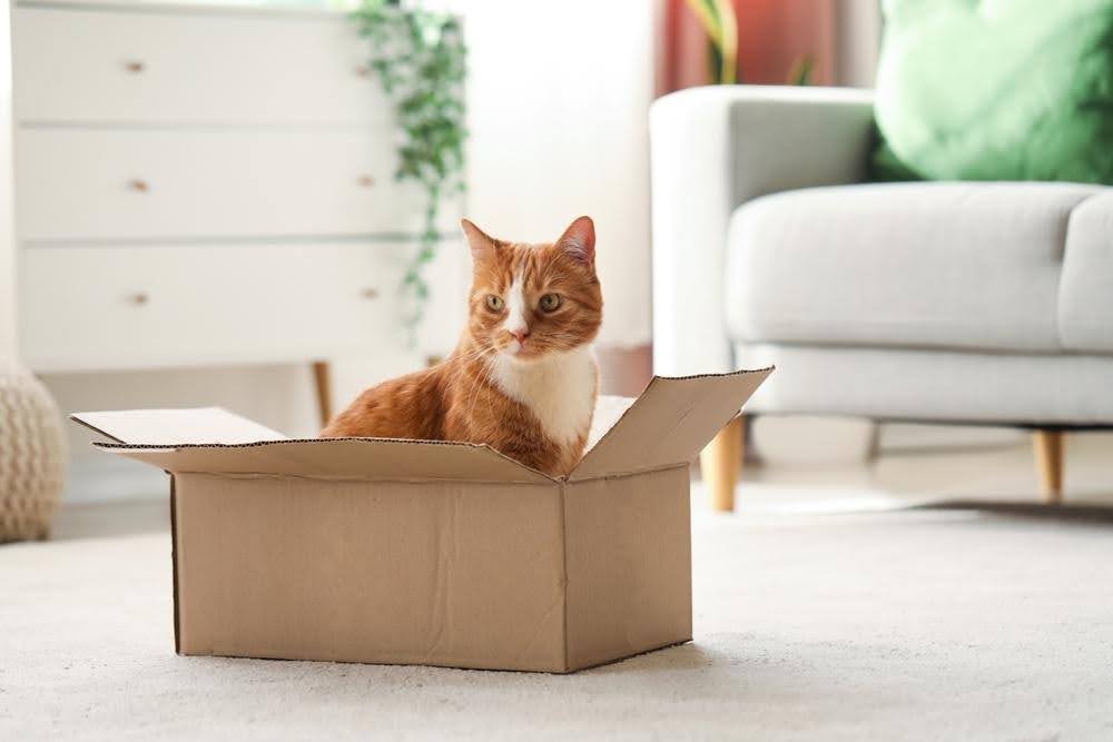 cat inside in a box
