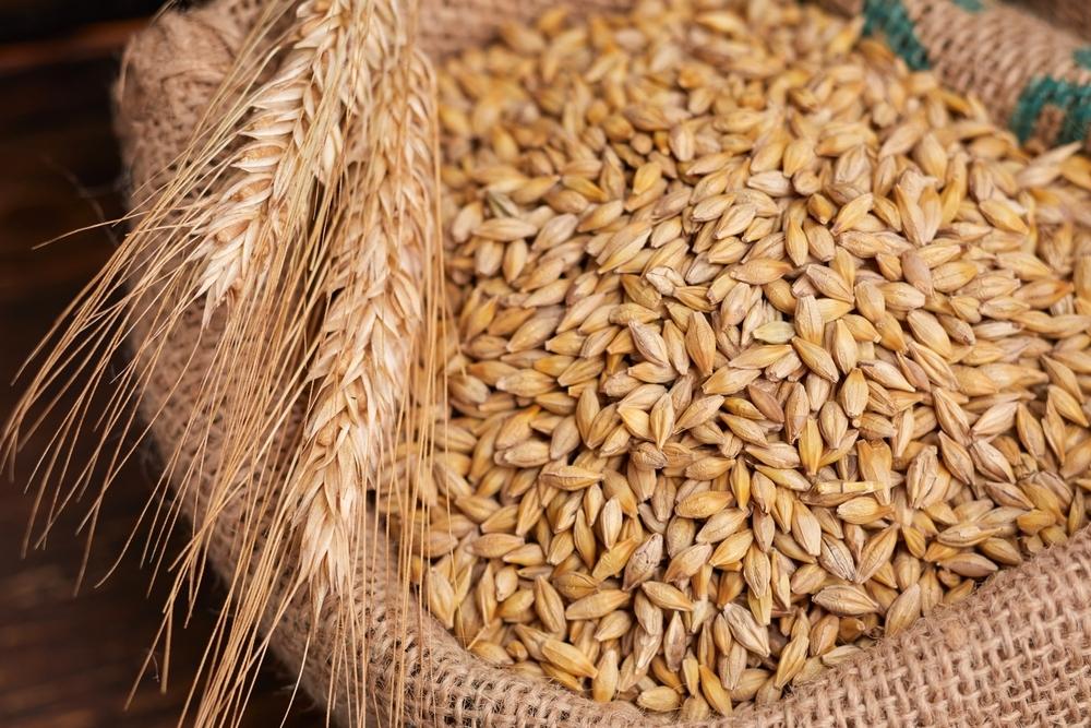 Common grains in cat food