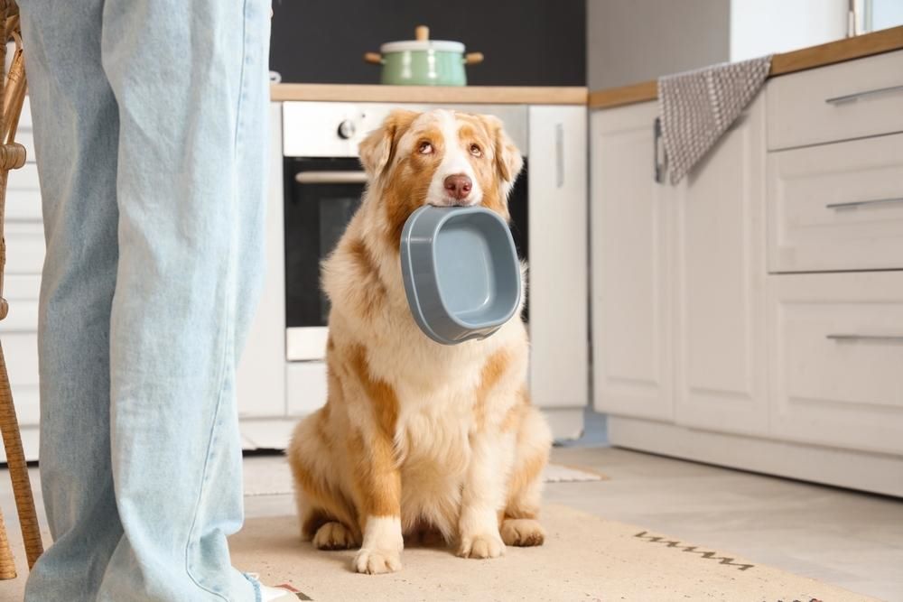 cute dog with a bowl in the mouth