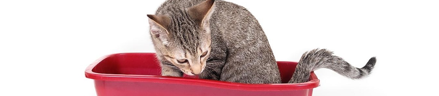 A small gray and brown cat in a red litter box