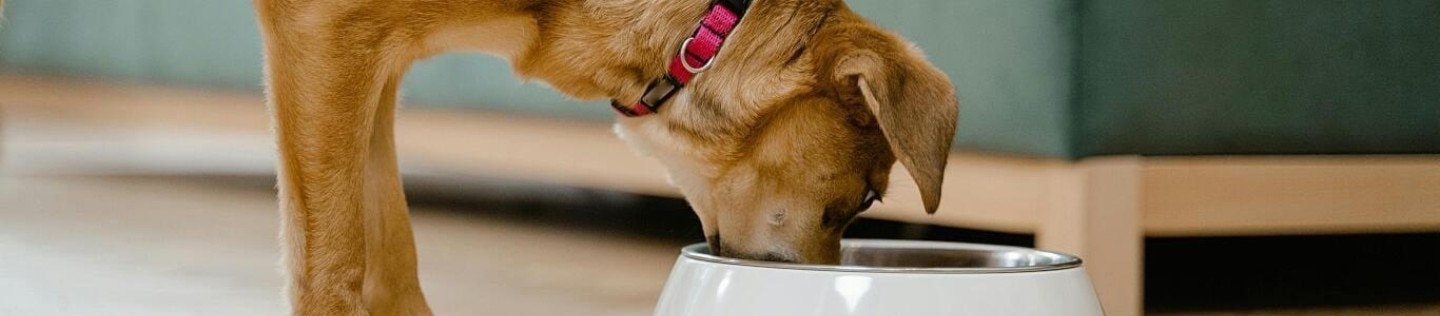 A puppy eats from a bowl