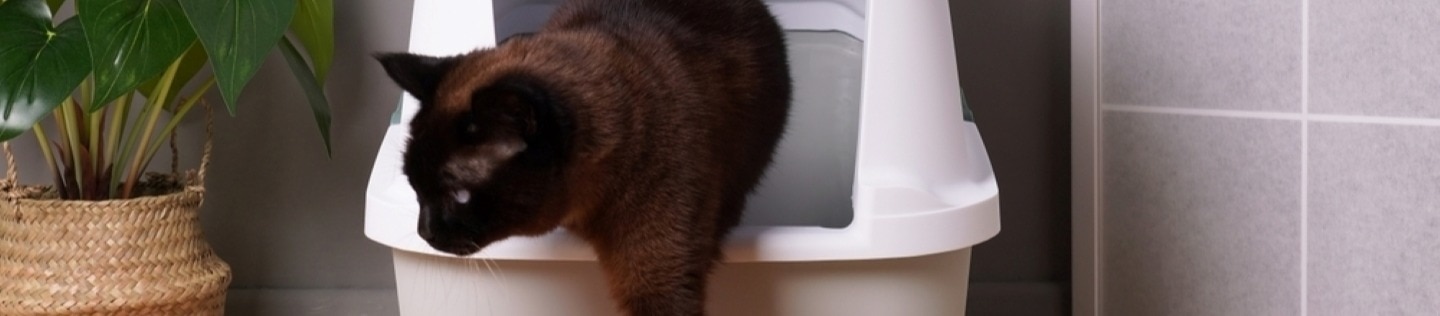 A cat climbs out of a litter box.