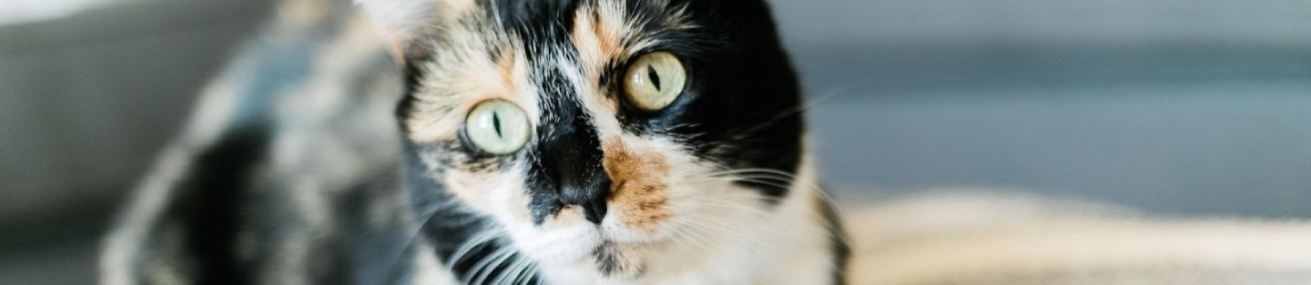 Calico Cat Portrait