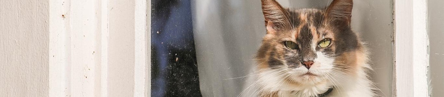 Calico cat sunbathing in the window