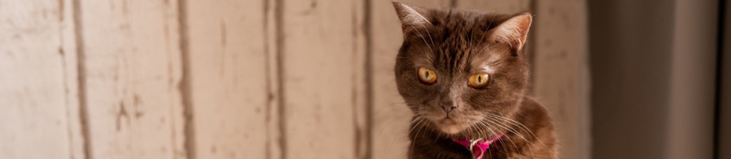 Cute brown cat looking at appetizing homemade pancakes on plate with fresh berries, jam, honey and sourcream on table