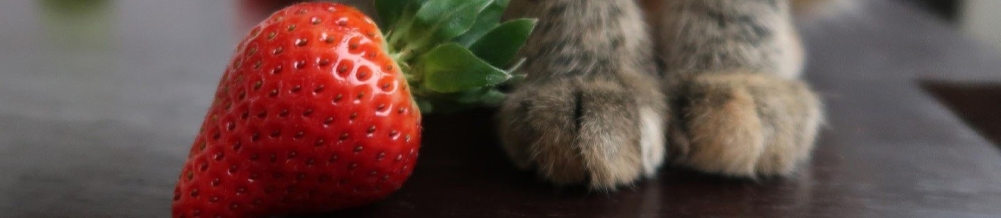 Paws of a cat next to a strawberry