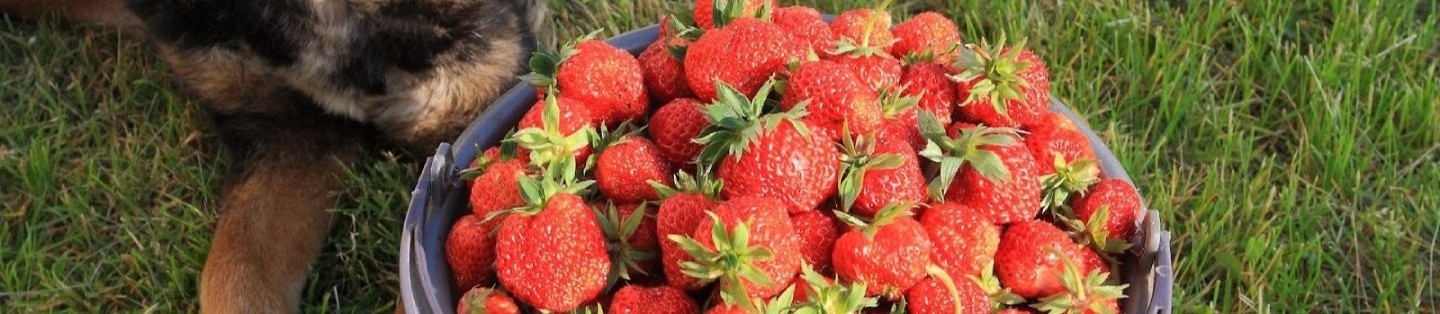 A dog at a bucket with large ripe strawberries