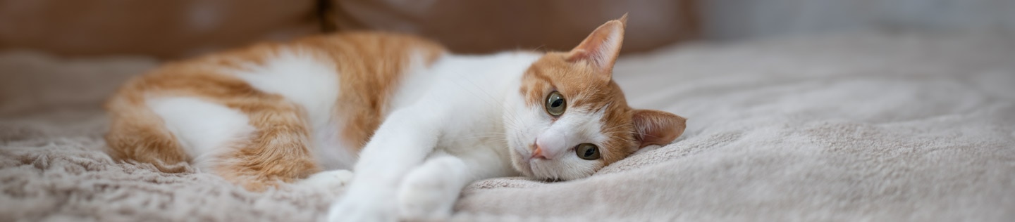 A cat lies down