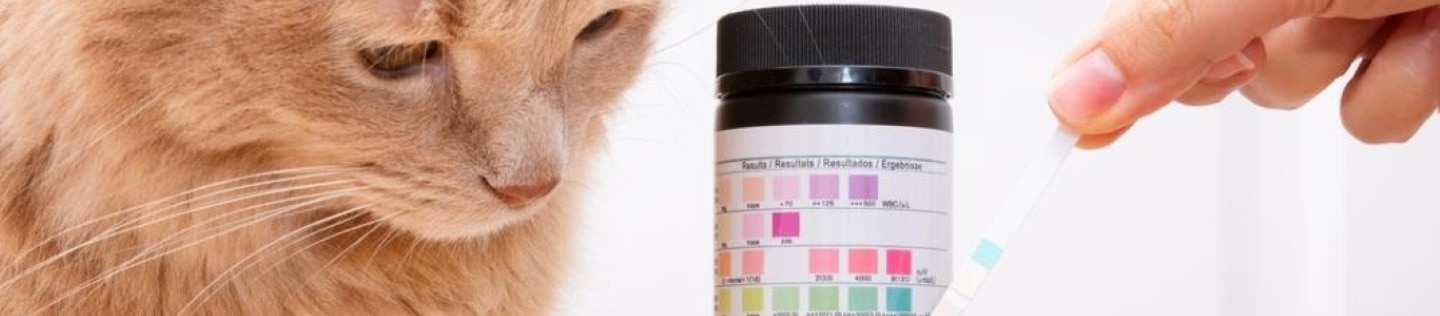 A cat sits beside a ph testing strip.