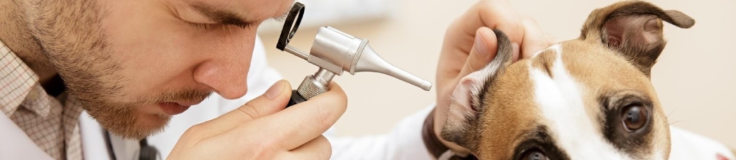 Cheerful Jack Russell Terrier puppy getting its ear examined by a vet with an otoscope.