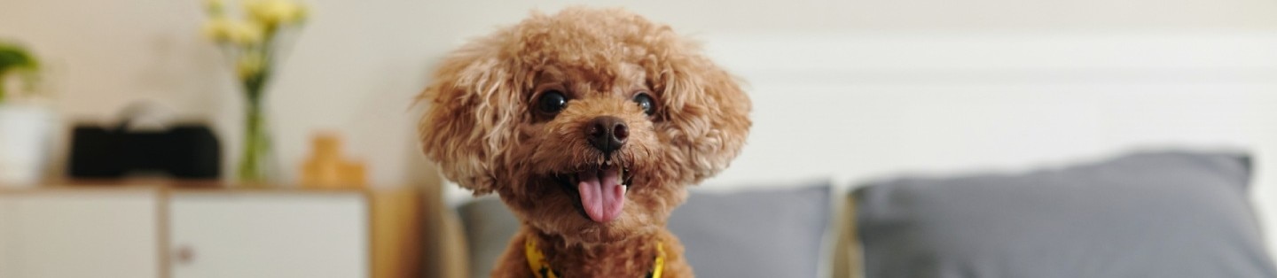 Excited red brown poodle dog sitting on bed with tongue out