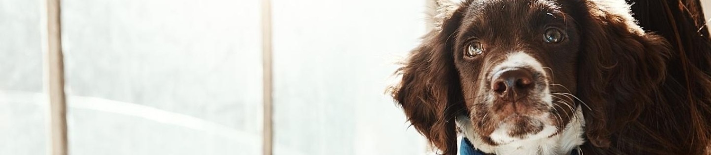 A dog in someone's arms