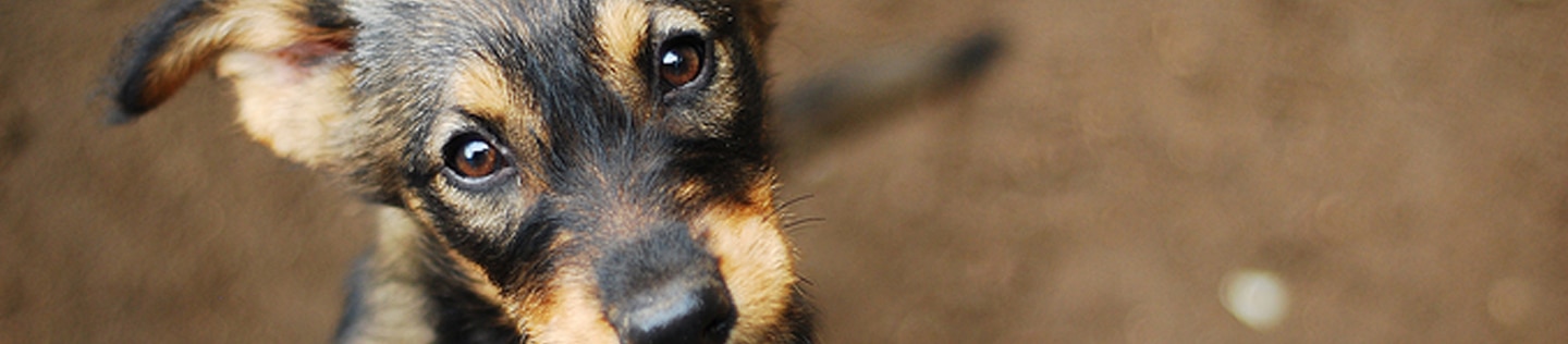 Dog looking up